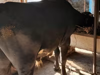 காளை, மாடுகள் — புகைப்படம் 8