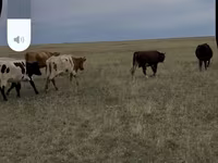 Krava, Latvian Blue cattle — fotografija 2