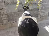 Cow, Russian Black pied cattle — photo 7