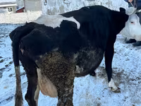 Cow, Cattle — photo 1
