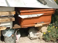 Arıçılıq üçün taxta arı pətəyi - Material: qalın taxta, ön hissədə — عکس 1