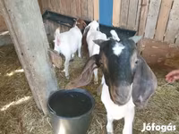 Теке, Boer goat — 2-сурет