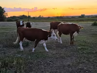 گاو ماده, گاو سفیدسر قزاقستانی — عکس 1