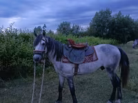 گھوڑا, Azerbaijan horse — تصویر 2
