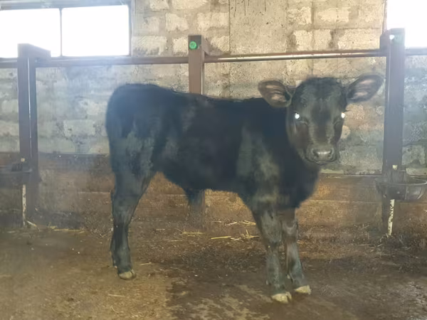 Toro, Bovini