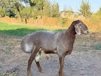 Beran, Arashan sheep — foto 4