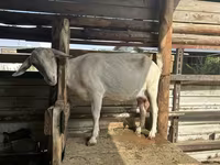 Koza, Alpine goat — foto 6