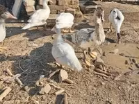 Ducks — புகைப்படம் 1