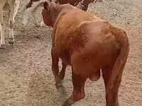 Бұқа, Ірі қара — 1-сурет