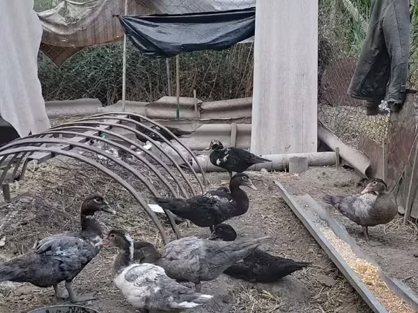 Turkeys