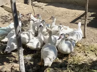 Ducks — عکس 4