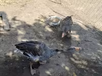 Geese — акс 3