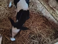 ძროხა, Russian Black pied cattle — ფოტო 1
