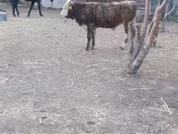 Bik, Simmental cattle — fotografija 5
