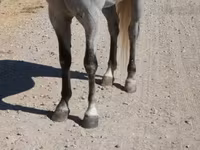 Cal, Tennessee Walking Horse — foto 6