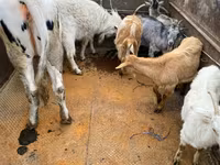 Krava, Russian Black pied cattle — foto 2