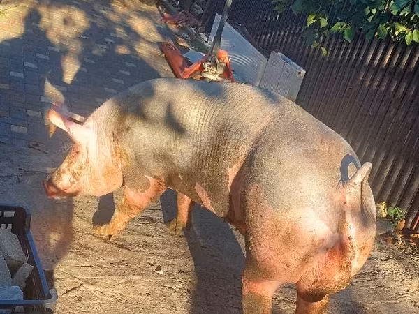 Boar, Пьетрен