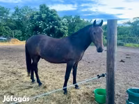 Kůň, Lipizzaner — foto 2