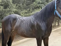 Cheval, Thoroughbred horse — photo 6