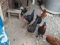 Chickens — รูปภาพ 3