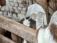 แพะตัวผู้, Boer goat — รูปภาพ 4