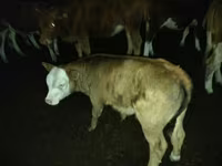 Bou, Simmental cattle — foto 4