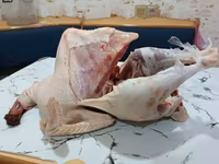 Turkeys — الصورة 7