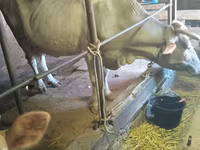 Sapi, Holstein breed — foto 3