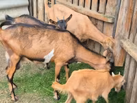 母山羊, Goats — 照片 1