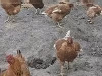 ไก่เดนมาร์ก — รูปภาพ 7