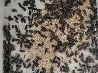 🐛 Canlı Un Qurdu Satılır! ✔️ Təzə və sağlam ✔️ Toyuqlar, quşlar və — sawirka 3