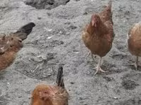 դանիական հավ — լուսանկար 5