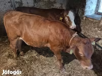 Bò đực, Simmental cattle — ảnh 3