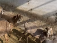 Ovce, Edilbay sheep — foto 3