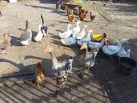 Ducks — 2-rasm