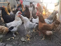 Chickens — foto 3