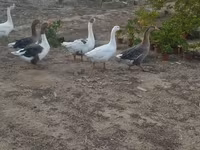 Geese — foto 8