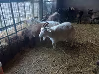 Capra, Alpine goat — foto 1