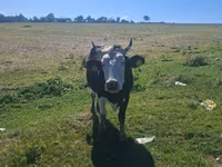 Tehén, Russian Black pied cattle — 5. fotó