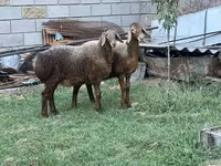 Pecora, Arashan sheep — foto 6