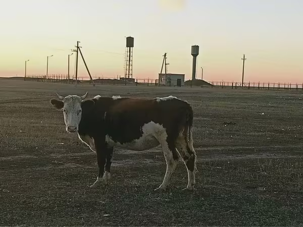 ላም, Latvian Blue cattle