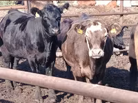 Vacă, Aberdeen-Angus — foto 1