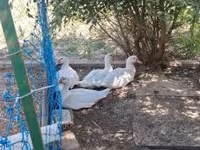 Ducks — Foto 2