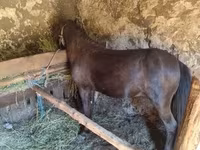 Cavallo, Cavalli — foto 4