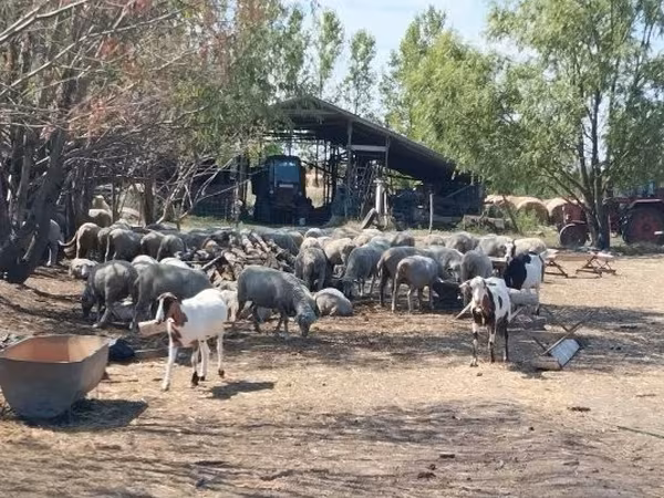 Sheep, Sheep — Hungary