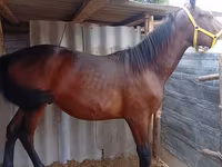 Cal, Friesian sport horse — foto 6