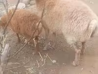 Owca, Owce — zdjęcie 1