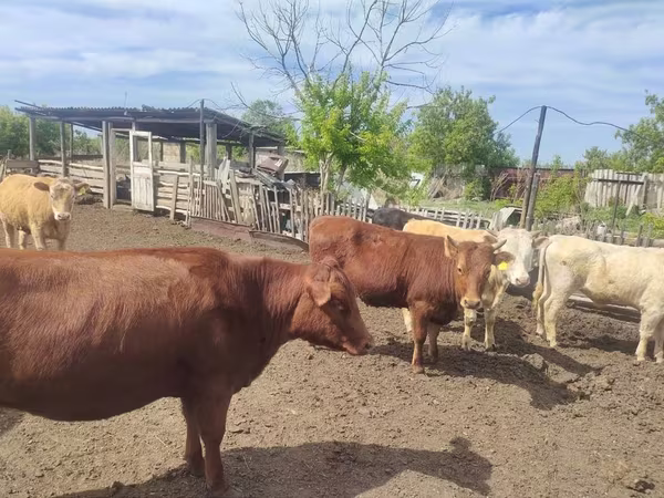 காளை, Latvian Blue cattle