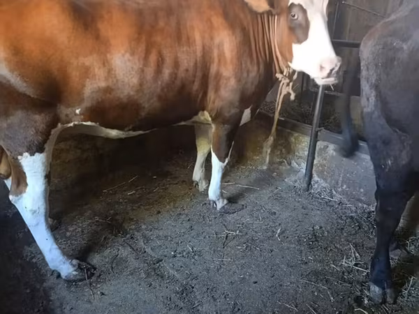 İnək, Swiss cattle