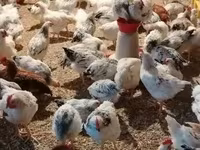 Chickens — புகைப்படம் 1